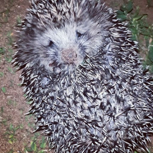 Катерина Владиковна