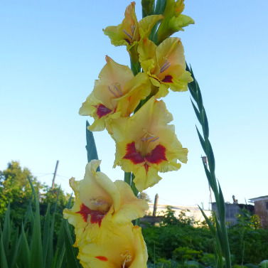 Владимир Высоцкий