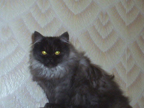 Татьяна Петровна Николаенко