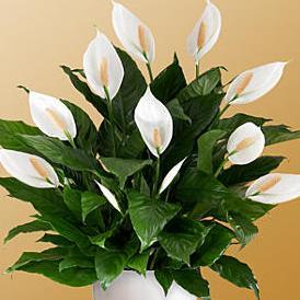 Арай Жаксылыкова