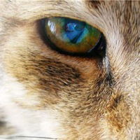 Μаксим Μолчанов