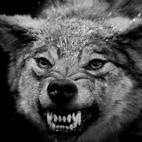 Эльвин Нагиев