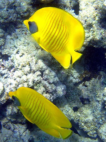 Фрейман Светлана