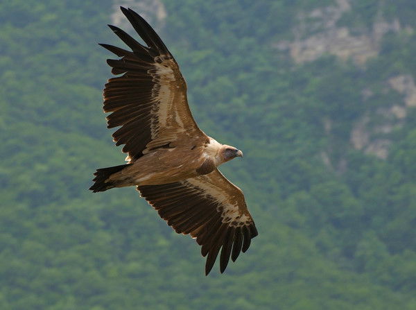 Александр Д