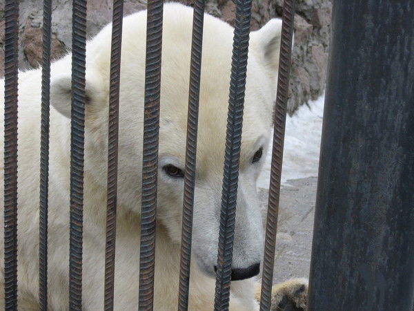 Михаил Шароглазов