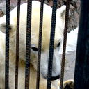 Михаил Шароглазов