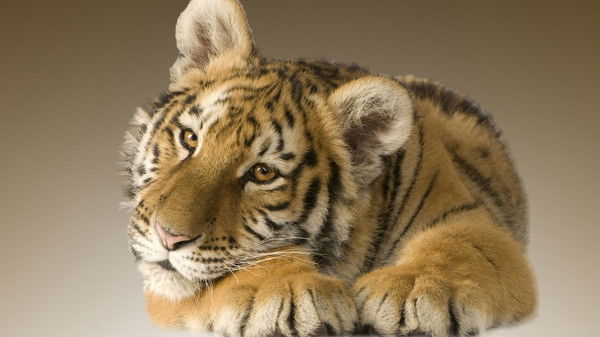 Юлия Соболева