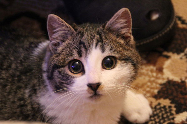 Юрий Дрокин