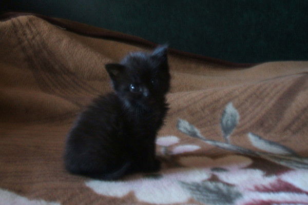 Грицкевич Елена