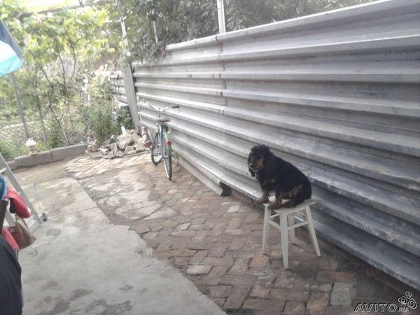 Валек Шерстобитов