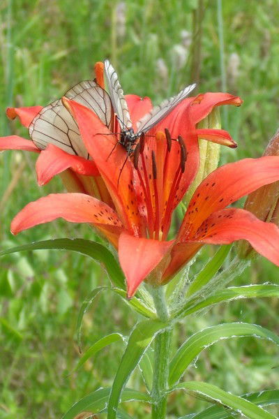 Екатерина Наполова