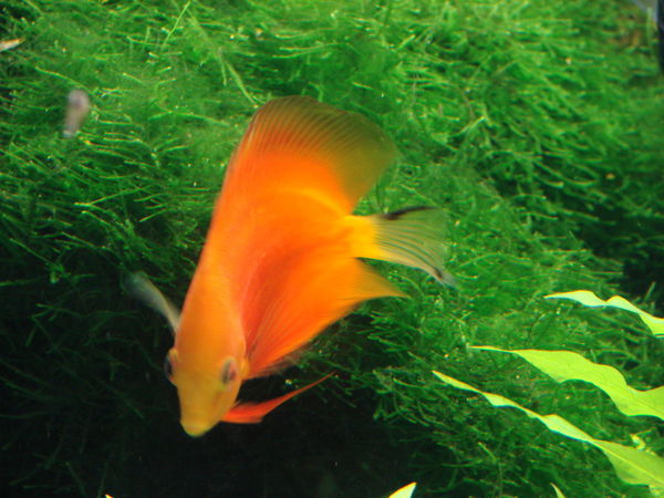 Светлана Матвеева