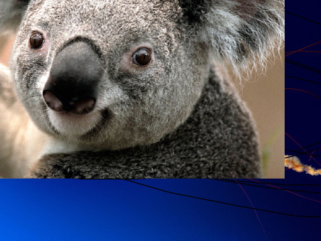 Настя Акира