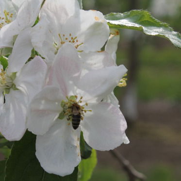 Игорь Фролов