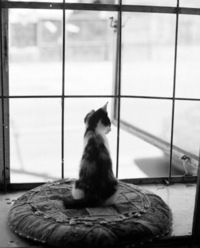 Екатерина Щвецова