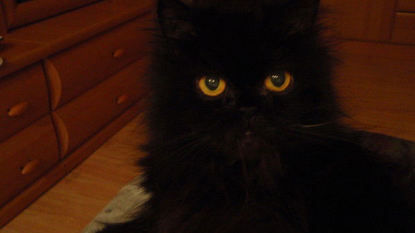 Владимир Брыченков