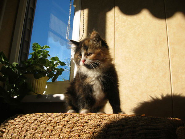 Елена Чураева