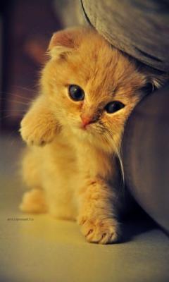 Татьяна Панфилова