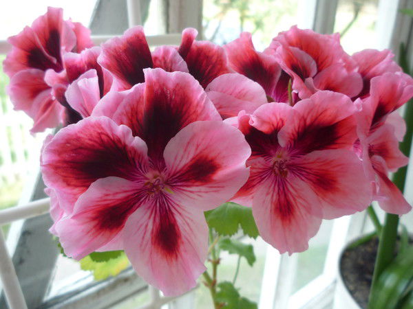 Оксана Бловус