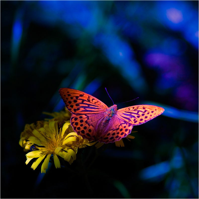 Максим Тетерлев