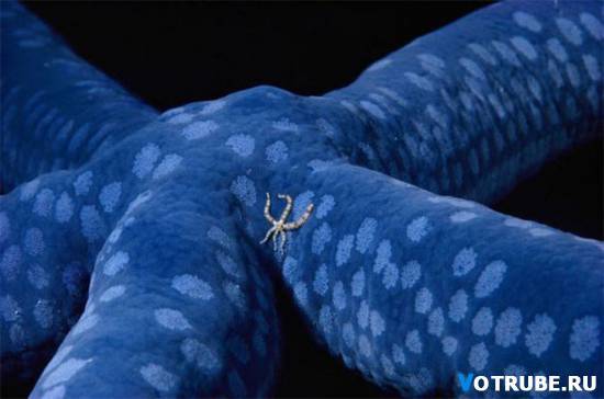 Владимир Иванов