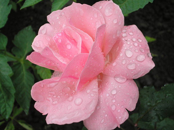 Надежда Мертес