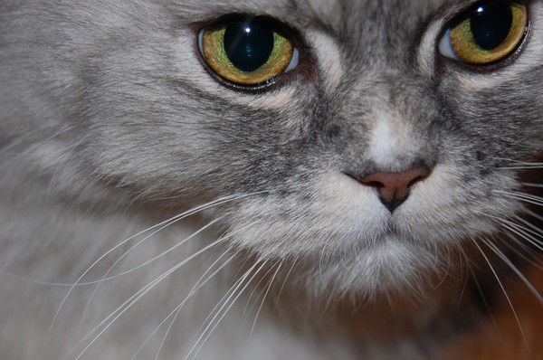 Станислав *