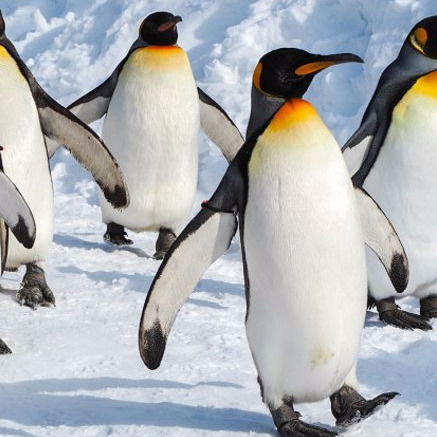 Антон Курлов