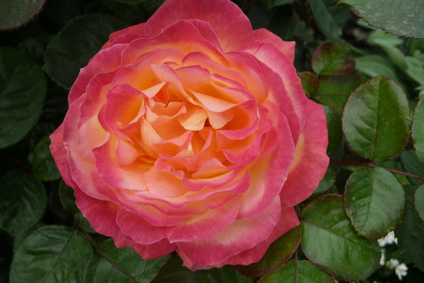 Надежда Степанова