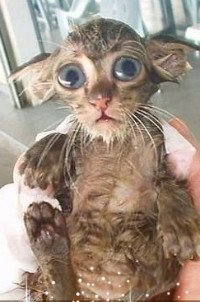 Евгений Пантелеев