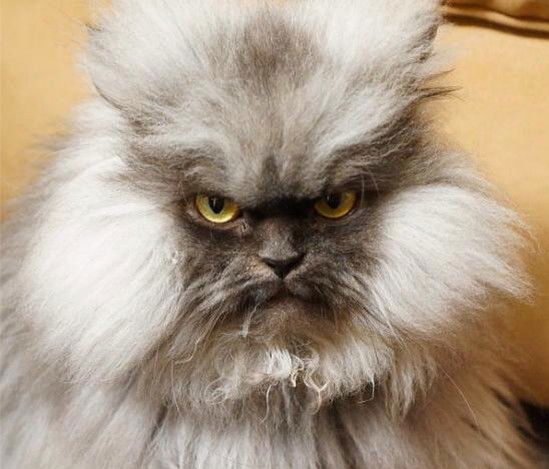 Дамир Низамов