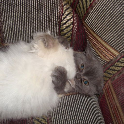 Ирина Павлихина