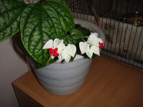 Ирина Шарова