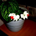 Ирина Шарова