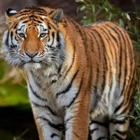 Саша Потапов