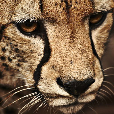 Александр Акимов