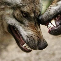 Влад Иноземцев