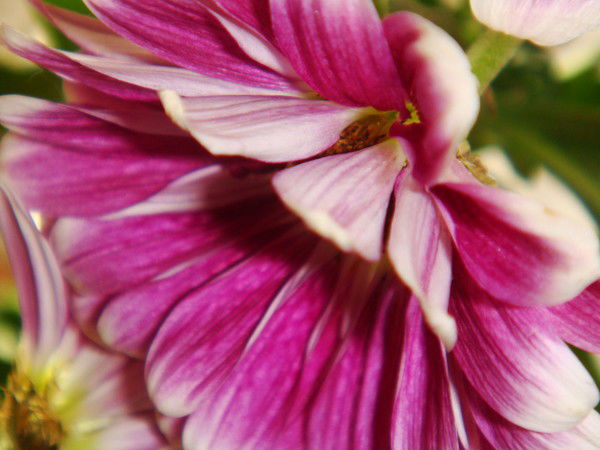 Оксана Таптунова