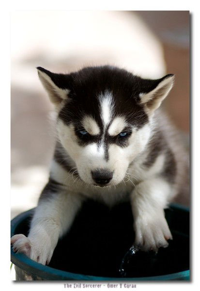 Александра Елина