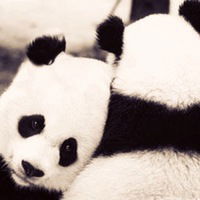 Viktoriya Viktorovna