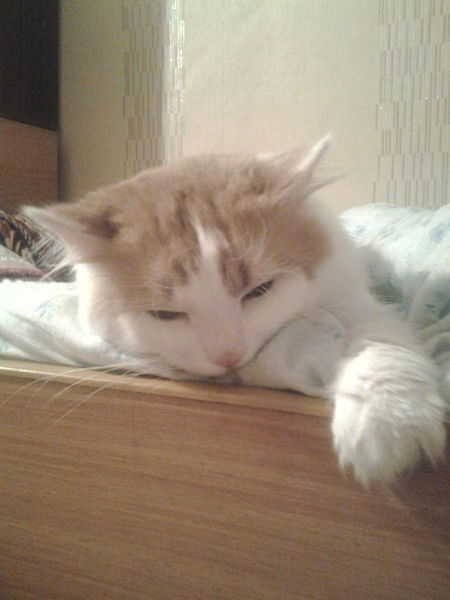 Саша Моргун