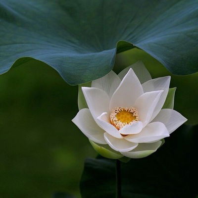 Юлия Луганская