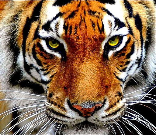 Tiger...rrrrrrrrrrr..