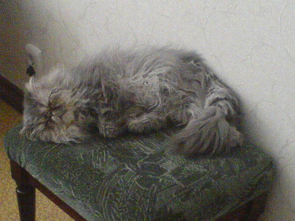 Семен Боклер