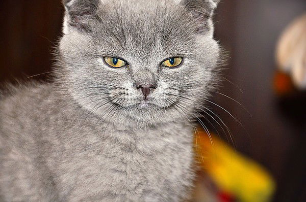 Михаил Оборин