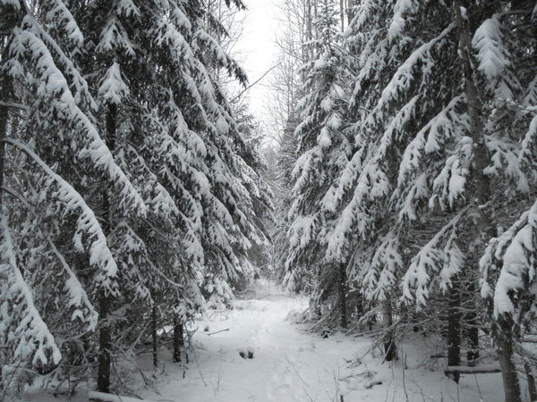 Михаил Колесников