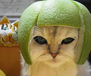 Александр Кошкин