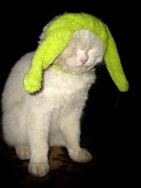 Кот Катовский