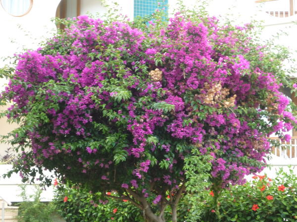 Мария Репнина