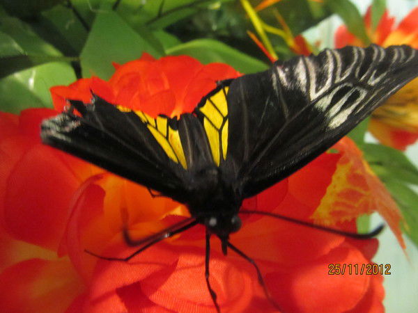 Мария Жилина